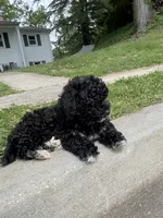 Prince, a male Poodle - Miniature  for sale in Baltimore, MD – 4 of 4