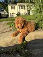 Princess, a female Poodle - Miniature  for sale in Baltimore, MD – 3 of 4