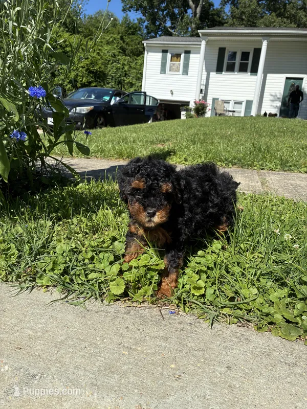 Prince  – Poodle - Miniature  puppy for sale in Baltimore, MD