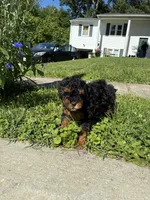 Prince , a male Poodle - Miniature  for sale in Baltimore, MD – 1 of 4