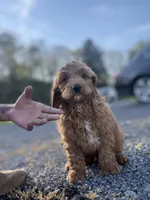 Prince, a male Poodle - Miniature  for sale in Baltimore, MD – Photo 1 of 2