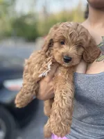 Prince, a male Poodle - Miniature  for sale in Baltimore, MD – Photo 2 of 2