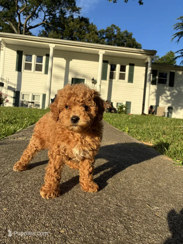 Princess – Poodle - Miniature  puppy for sale in Baltimore, MD