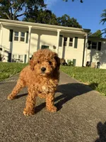 Princess, a female Poodle - Miniature  for sale in Baltimore, MD – 1 of 4