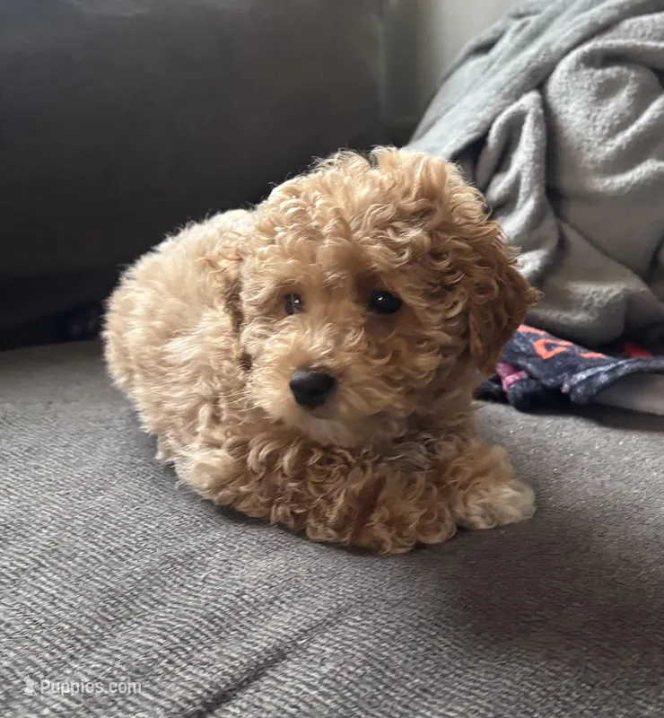 Prince, a male Poodle - Miniature  for sale in Baltimore, MD – Photo 1 of 2