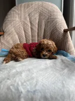 Prince, a male Poodle - Miniature  for sale in Baltimore, MD – Photo 5 of 5