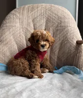 Prince, a male Poodle - Miniature  for sale in Baltimore, MD – Photo 1 of 5