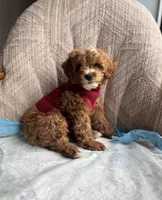 Prince, a male Poodle - Miniature  for sale in Baltimore, MD – Photo 3 of 5