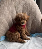 Prince, a male Poodle - Miniature  for sale in Baltimore, MD – Photo 2 of 5