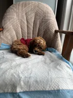 Prince, a male Poodle - Miniature  for sale in Baltimore, MD – Photo 4 of 5