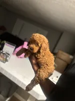 King, a male Poodle - Miniature  for sale in Baltimore, MD – 3 of 3