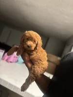 King, a male Poodle - Miniature  for sale in Baltimore, MD – 2 of 4