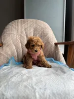 Queen, a female Poodle - Miniature  for sale in Baltimore, MD – Photo 4 of 6