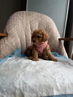 Queen, a female Poodle - Miniature  for sale in Baltimore, MD – Photo 3 of 6