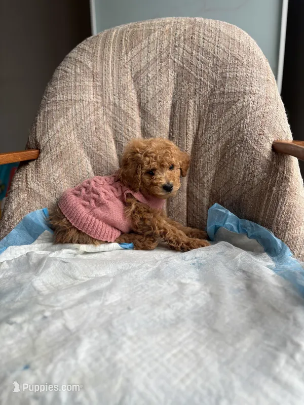 Queen – Poodle - Miniature  puppy for sale in Baltimore, MD