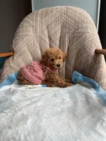 Queen, a female Poodle - Miniature  for sale in Baltimore, MD – Photo 1 of 6