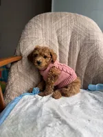 Queen, a female Poodle - Miniature  for sale in Baltimore, MD – Photo 5 of 6