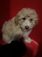 Seven , a male Poodle - Miniature  for sale in Baltimore, MD – 2 of 3