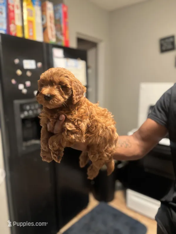 Lucky – Poodle - Miniature  puppy for sale in Baltimore, MD