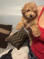 King, a male Poodle - Miniature  for sale in Baltimore, MD – 3 of 3