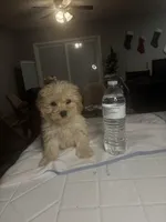 Angel, a female Bichpoo for sale in Baltimore, MD – Photo 5 of 5