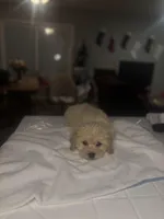 Angel, a female Bichpoo for sale in Baltimore, MD – Photo 1 of 5