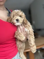 King, a male Poodle - Miniature  for sale in Baltimore, MD – Photo 6 of 6