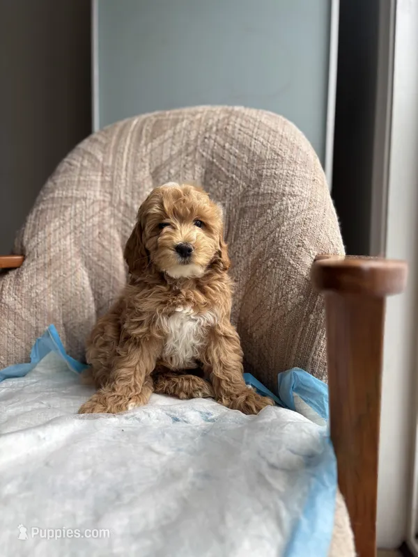 King – Poodle - Miniature  puppy for sale in Baltimore, MD