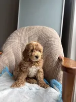 King, a male Poodle - Miniature  for sale in Baltimore, MD – Photo 4 of 6