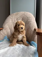 King, a male Poodle - Miniature  for sale in Baltimore, MD – Photo 3 of 6