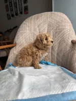 King, a male Poodle - Miniature  for sale in Baltimore, MD – Photo 5 of 6