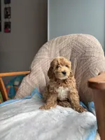 King, a male Poodle - Miniature  for sale in Baltimore, MD – Photo 2 of 6