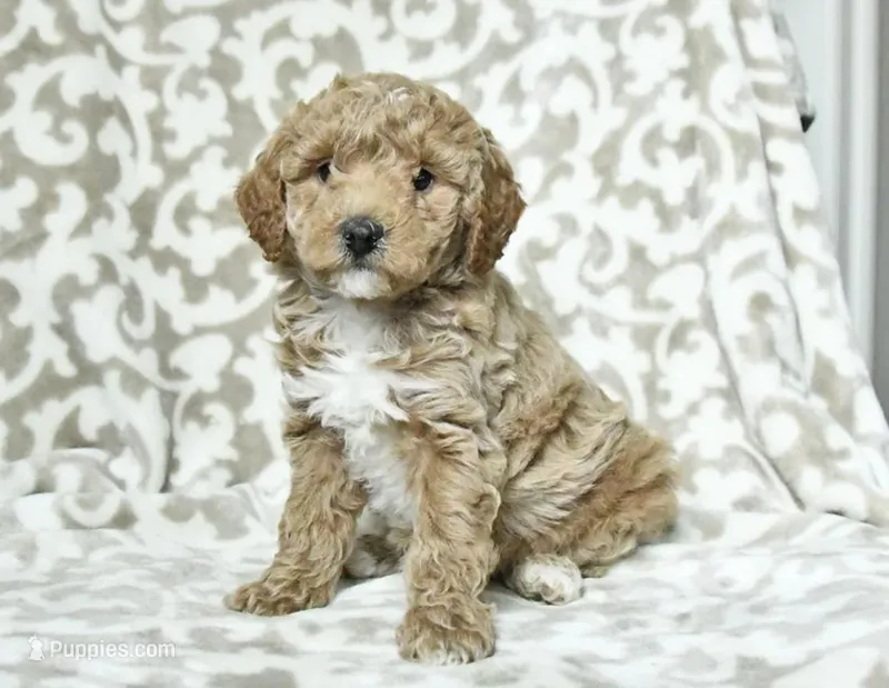 Prince – Poodle - Miniature  puppy for sale in Baltimore, MD