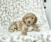 Prince, a male Poodle - Miniature  for sale in Baltimore, MD – Photo 2 of 2