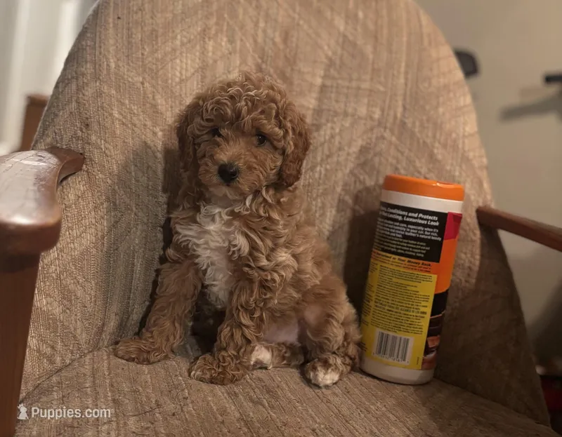 Prince – Poodle - Miniature  puppy for sale in Baltimore, MD