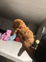 King, a male Poodle - Miniature  for sale in Baltimore, MD – 2 of 4