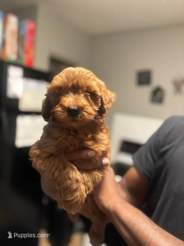 Lucky  – Poodle - Miniature  puppy for sale in Baltimore, MD