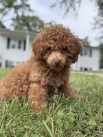 King, a male Poodle - Miniature  for sale in Baltimore, MD – 2 of 3