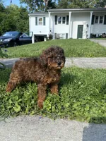Poppy, a male Poodle - Miniature  for sale in Baltimore, MD – 2 of 4