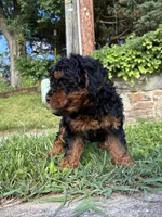 Prince , a male Poodle - Miniature  for sale in Baltimore, MD – 3 of 4