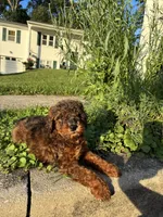 Prince , a male Poodle - Miniature  for sale in Baltimore, MD – 4 of 4