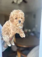 King, a male Poodle - Miniature  for sale in Baltimore, MD – Photo 1 of 4