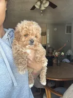 King, a male Poodle - Miniature  for sale in Baltimore, MD – Photo 3 of 4