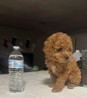 King, a male Poodle - Miniature  for sale in Baltimore, MD – Photo 5 of 5