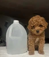 King, a male Poodle - Miniature  for sale in Baltimore, MD – Photo 2 of 5