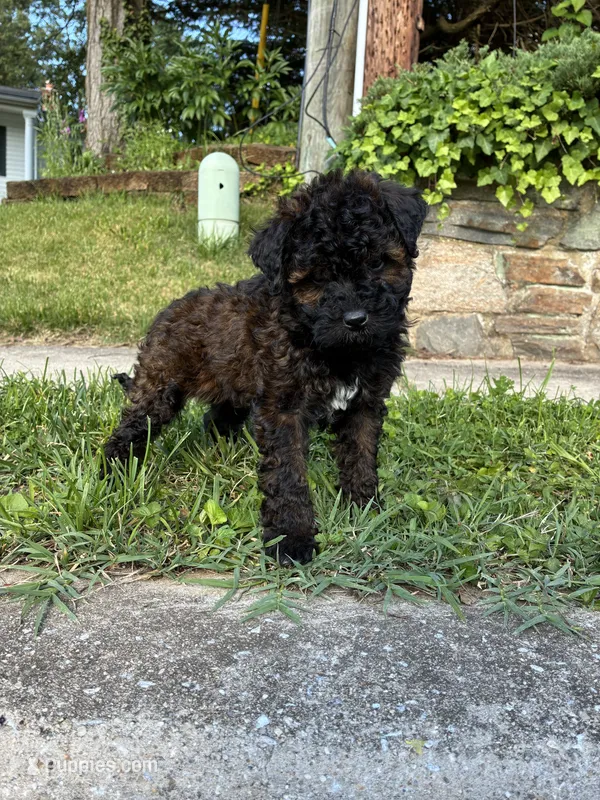 Prince  – Poodle - Miniature  puppy for sale in Baltimore, MD