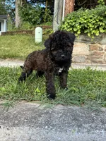 Prince , a male Poodle - Miniature  for sale in Baltimore, MD – 1 of 4