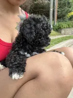 Lucky, a male Poodle - Miniature  for sale in Baltimore, MD – 4 of 8