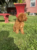 King , a male Poodle - Miniature  for sale in Baltimore, MD – 4 of 4