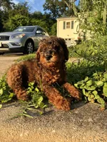 Poppy, a male Poodle - Miniature  for sale in Baltimore, MD – 3 of 4